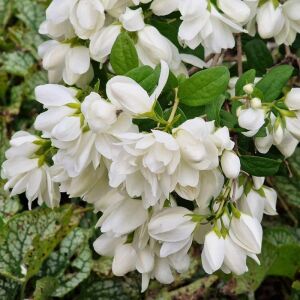 Snowbelle Filbahri saksıda yetişmiş ithal Philadelphus 'Snowbelle'