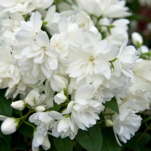 Snowbelle Filbahri saksıda yetişmiş ithal Philadelphus 'Snowbelle'