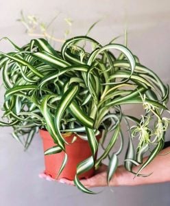Kıvırcık kurdele hava temizleyen bitki chlorophytum comosum bonnie