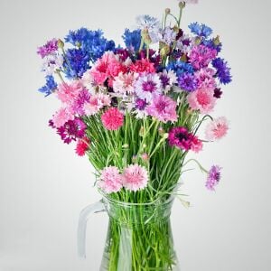 Peygamber çiçeği tohumu centaurea cyanus cornflower