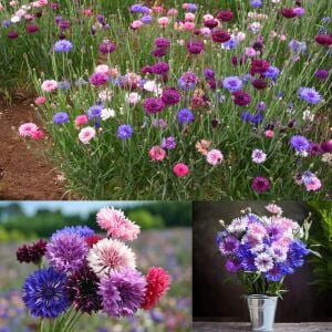 Peygamber çiçeği tohumu centaurea cyanus cornflower