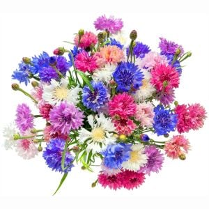 Peygamber çiçeği tohumu centaurea cyanus cornflower