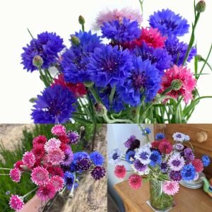 Peygamber çiçeği tohumu centaurea cyanus cornflower