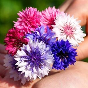 Peygamber çiçeği tohumu centaurea cyanus cornflower
