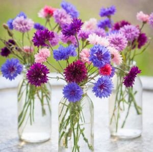 Peygamber çiçeği tohumu centaurea cyanus cornflower