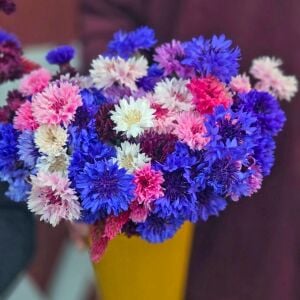 Peygamber çiçeği tohumu centaurea cyanus cornflower