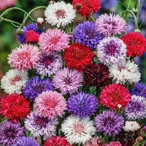 Peygamber çiçeği tohumu centaurea cyanus cornflower