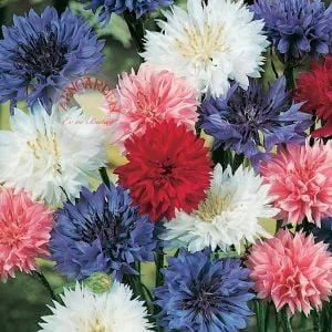 Peygamber çiçeği tohumu centaurea cyanus cornflower