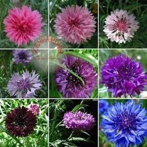 Peygamber çiçeği tohumu centaurea cyanus cornflower