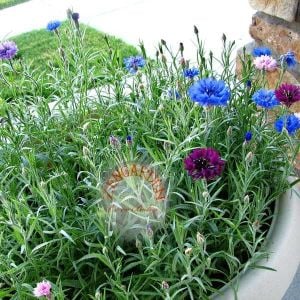Peygamber çiçeği tohumu centaurea cyanus cornflower