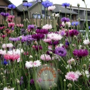 Peygamber çiçeği tohumu centaurea cyanus cornflower
