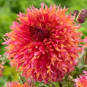 Myrtles folly yıldız çiçeği soğanı dahlia çiçek çapı 20 cm