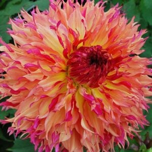Myrtles folly yıldız çiçeği soğanı dahlia çiçek çapı 20 cm