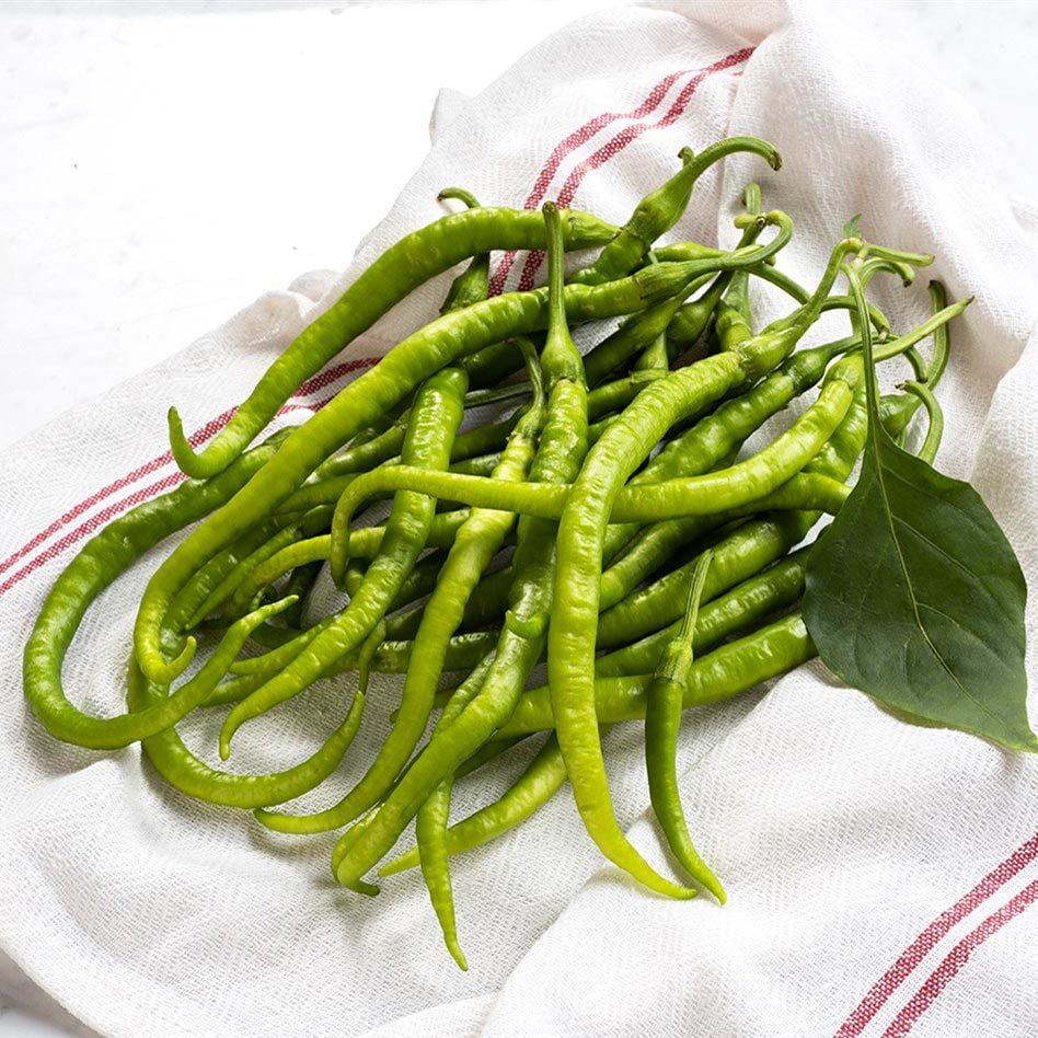 Tatlı kıl biber tohumu capsicum annuum