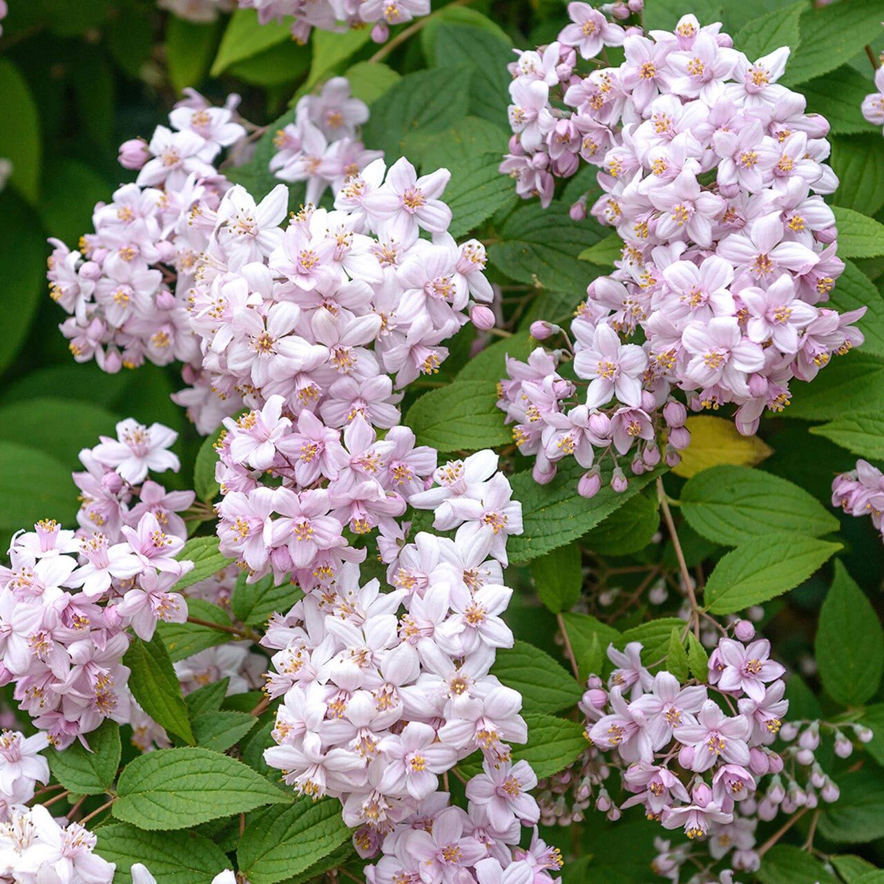 Mont Rose Havlu Püskülü saksıda yetişmiş ithal Deutzia 'Mont Rose'