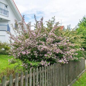Mont Rose Havlu Püskülü saksıda yetişmiş ithal Deutzia 'Mont Rose'