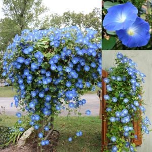 Cennet mavisi gündüz sefası tohumu ipomoea tricolor