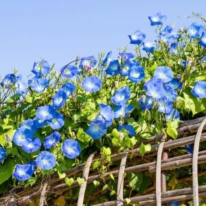 Cennet mavisi gündüz sefası tohumu ipomoea tricolor