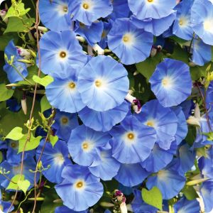 Cennet mavisi gündüz sefası tohumu ipomoea tricolor