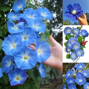 Cennet mavisi gündüz sefası tohumu ipomoea tricolor