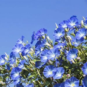 Cennet mavisi gündüz sefası tohumu ipomoea tricolor