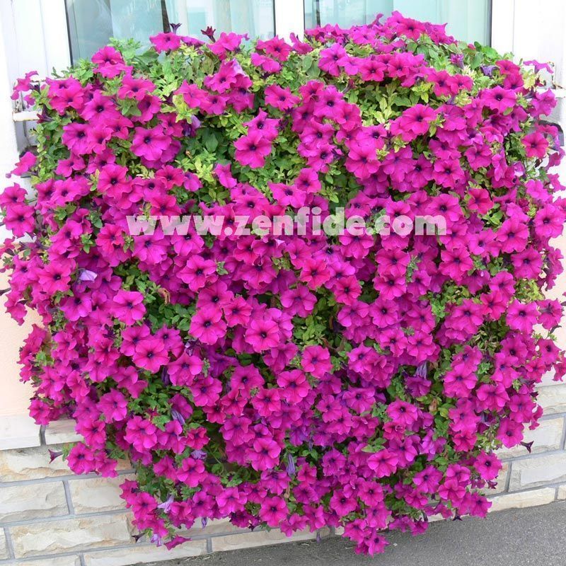 Yoğun parfüm kokulu sarkan petunya fidesi surfinia giant purple 7 yada 9 cm saksıda