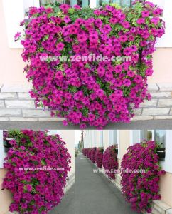 Yoğun parfüm kokulu sarkan petunya fidesi surfinia giant purple 7 yada 9 cm saksıda