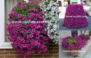 Yoğun parfüm kokulu sarkan petunya fidesi surfinia giant purple 7 yada 9 cm saksıda