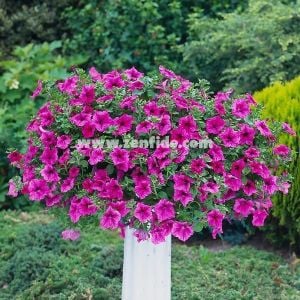 Yoğun parfüm kokulu sarkan petunya fidesi surfinia giant purple 7 yada 9 cm saksıda