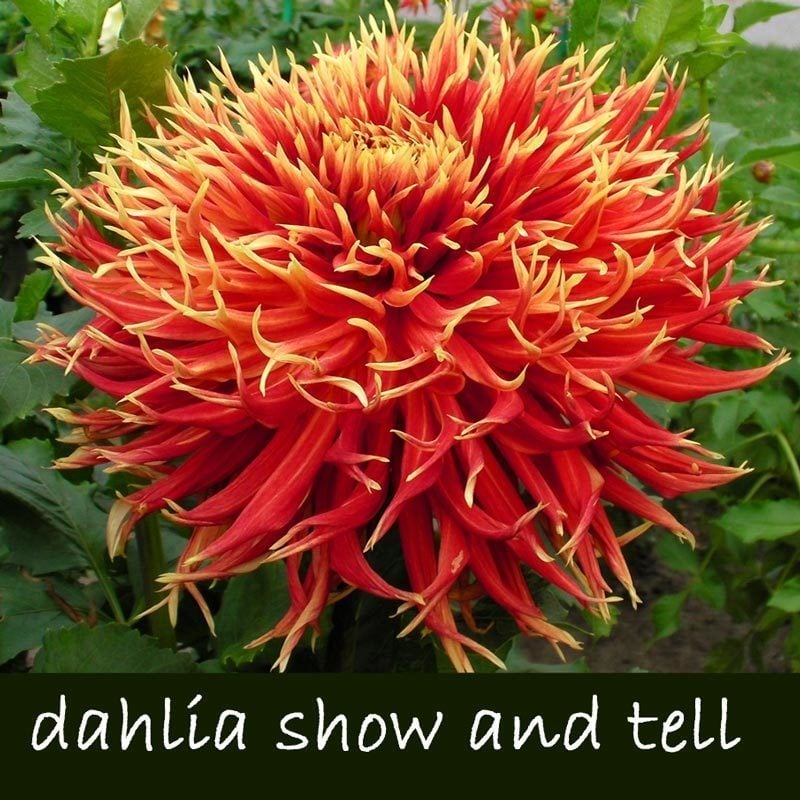 Show and tell yıldız çiçeği soğanı dahlia çiçek çapı 23 cm