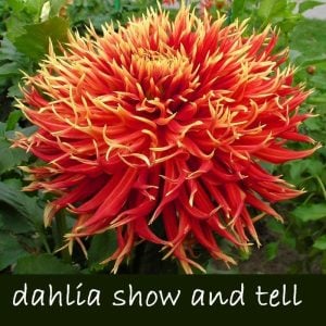 Show and tell yıldız çiçeği soğanı dahlia çiçek çapı 23 cm