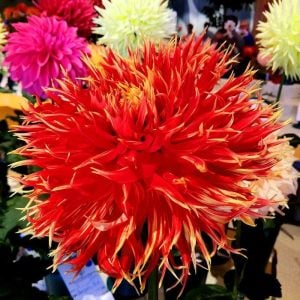 Show and tell yıldız çiçeği soğanı dahlia çiçek çapı 23 cm