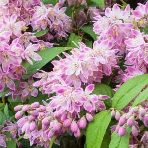 Strawberry Fields Havlu Püskülü saksıda yetişmiş ithal Deutzia 'Strawberry Fields'