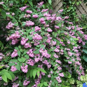Strawberry Fields Havlu Püskülü saksıda yetişmiş ithal Deutzia 'Strawberry Fields'