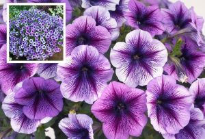 Mor kırçıllı sarkan petunya fidesi pegasus purple vein 7 yada 9 cm saksıda