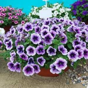 Mor kırçıllı sarkan petunya fidesi pegasus purple vein 7 yada 9 cm saksıda