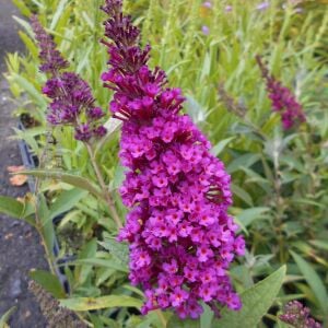 Nanho Purple Kelebek Çalısı saksıda yetişmiş buddleja ithal