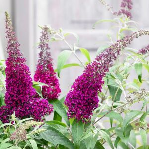 Nanho Purple Kelebek Çalısı saksıda yetişmiş buddleja ithal