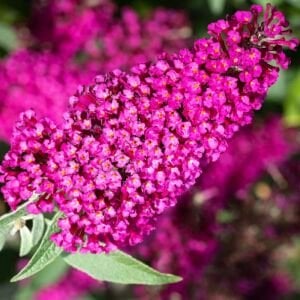 Nanho Purple Kelebek Çalısı saksıda yetişmiş buddleja ithal