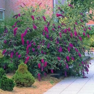 Nanho Purple Kelebek Çalısı saksıda yetişmiş buddleja ithal