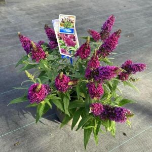 Nanho Purple Kelebek Çalısı saksıda yetişmiş buddleja ithal