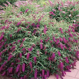 Nanho Purple Kelebek Çalısı saksıda yetişmiş buddleja ithal