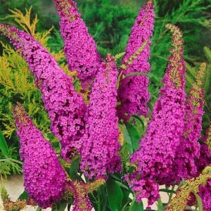 Nanho Purple Kelebek Çalısı saksıda yetişmiş buddleja ithal