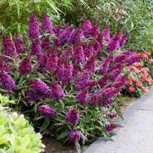 Nanho Purple Kelebek Çalısı saksıda yetişmiş buddleja ithal