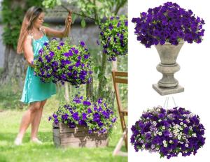 Sarkan mavi petunya fidesi pegasus deep blue 7 yada 9 cm saksıda