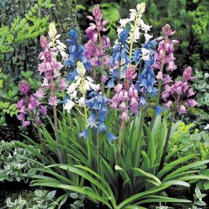 Scilla campanulata orman sümbülü soğanı karışımı ithal
