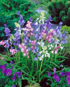 Scilla campanulata orman sümbülü soğanı karışımı ithal
