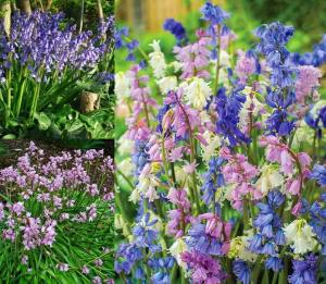 Scilla campanulata orman sümbülü soğanı karışımı ithal