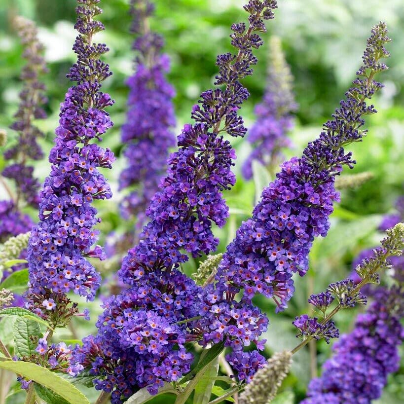 Empire Blue Kelebek Çalısı saksıda yetişmiş buddleja ithal