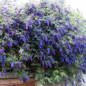 Empire Blue Kelebek Çalısı saksıda yetişmiş buddleja ithal